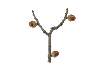 Three brown acorns with textured caps are attached to a bare, gnarled tree branch, isolated on a clean white background © Chinases
