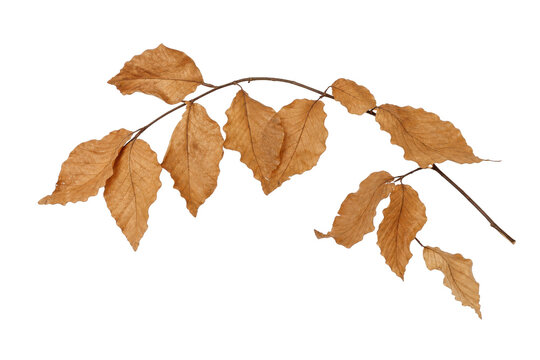 Delicate branch of dried brown autumn leaves, showcasing their intricate veins and wavy edges, isolated on a clean white background