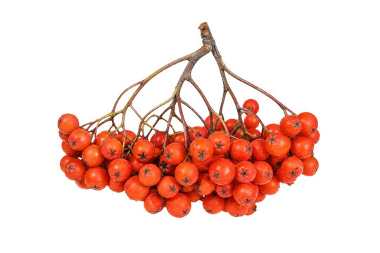 Vibrant bunch of fresh orange rowan berries on a branch, isolated against a clean white background, showcasing their natural beauty