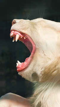 White lion roaring in a zoo during daytime