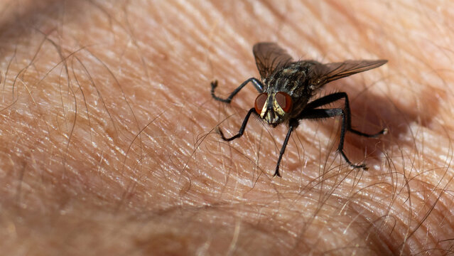 Close up of a fly on human skin during daylight in a natural setting