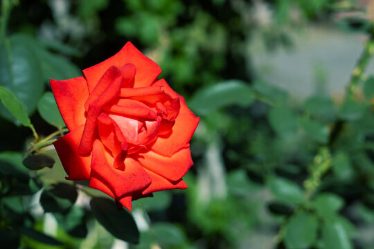 Bright red rose blossoms in garden surrounded by green leaves and natural light