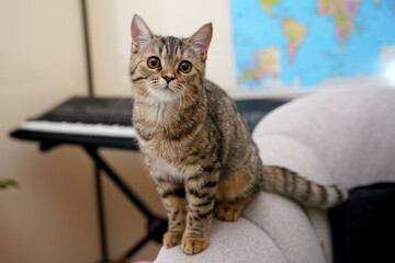 portrait of a cat © Ahmed J.R