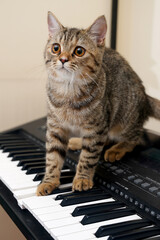 cat on piano © Ahmed J.R