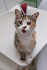 portrait of a cat © Ahmed J.R