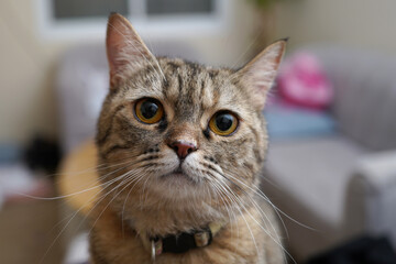 portrait of a cat © Ahmed J.R