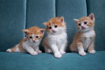 little kittens © Ahmed J.R
