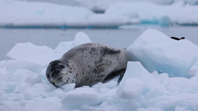 Leopard seal relaxes on drifting ice floe surrounded by frigid blue water and snow, captured in a serene wide angle shot with soft natural lighting and peaceful polar atmosphere.