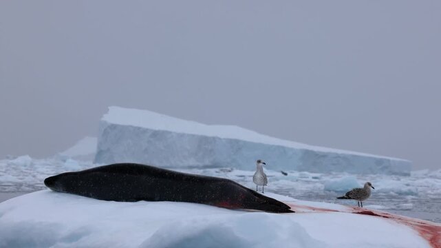 Close-up shot of a leopard seal resting on a snow-covered iceberg streaked with red poop, flanked by seabirds against drifting icebergs under cold, overcast Antarctic light.