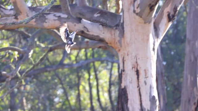 A kookaburra glides gracefully through sunlit Australian bushland, its feathers aglow in the golden afternoon backlight. Slow motion reveals exquisite detail, serenity, and natural beauty.