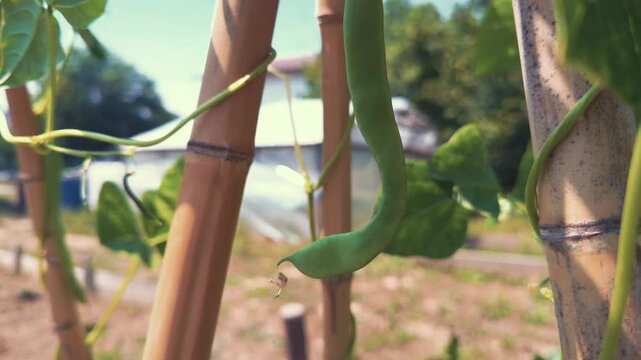 Fresh Green Beans are Growing on a Vine Supported by Bamboo Poles - Close Up