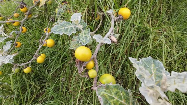 Lulo, with ripe yellow berries growing in a grassy field