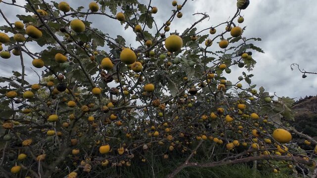Lulo or naranjilla plant, solanum quitoense, growing wild with many ripe yellow fruits