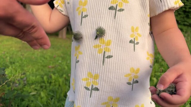 Child holding and removing sticky burdock burrs from her clothes outdoors, playful nature activity, childhood fun.