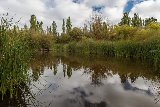 Landscape, lagoon, wetland with cattails and different trees.