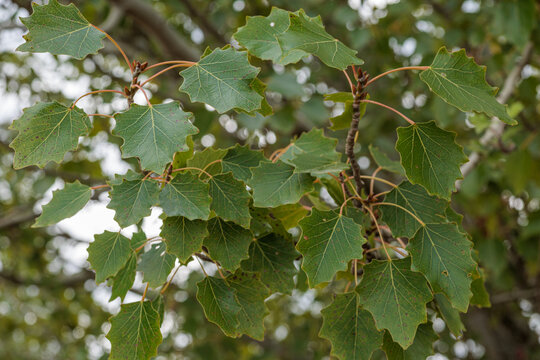Populus alba. Branch with leaves of White or Common Poplar in summer.
