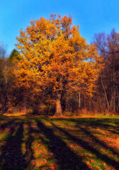 Fototapeta premium autumn in the forest