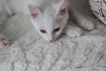 Cat on white background, very cute animal © Keya