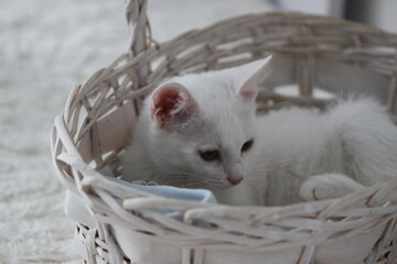 Cat on white background, very cute kitty © Keya