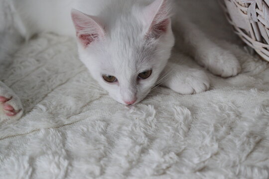 Cat on white background, very cute animal