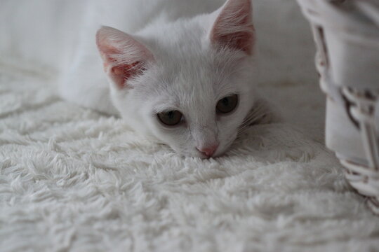 Cat on white background, very cute kitten