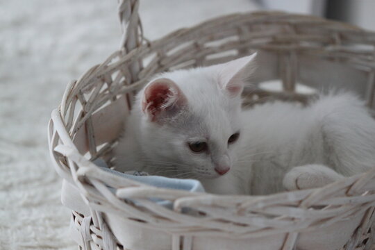Cat on white background, very cute kitty