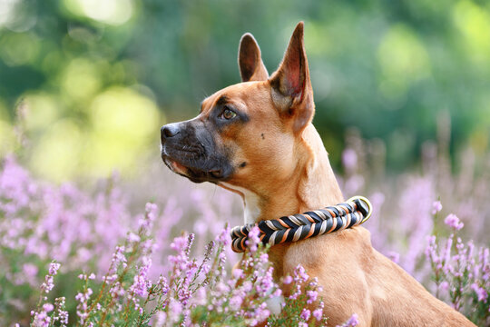 Dog with woven collar in purple blooming heather flower field during late summer
