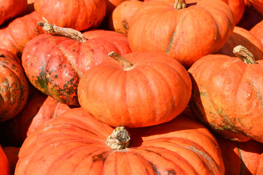 Large red Cinderella pumpkins piled at sunny farmers market in autumn