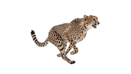 Wild african cheetah spotted wildcat running fast isolated on transparent background © Ward