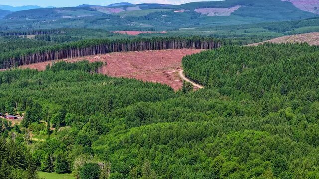 Mount St. Helens Foothills Forest Hyperlapse

