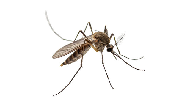 Small mosquito insect close up isolated on transparent background