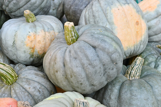 Muted blue Jarrahdale pumpkins in a pile