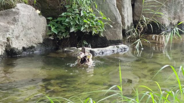 Wild Duck Flying and Landing on Rock in River Splashing Water Nature Korea