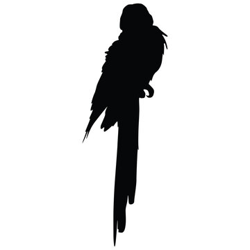 macaw parrot silhouette black bird silhouette tropical wildlife isolated on transparent background