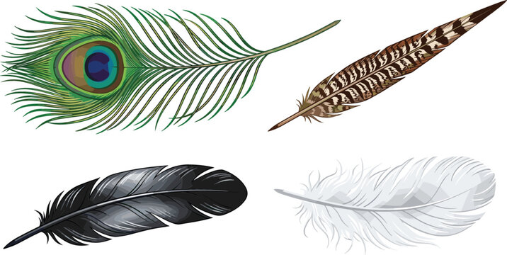 Detailed Bird Feather Vector Set Featuring Peacock Pheasant Raven and Soft White Quill Elements for Elegant Nature and Stationery Graphic Designs