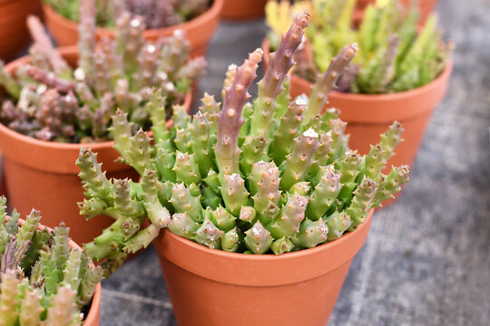 Small 'Stapelia Variagat' houseplant with cactus-like toothed stems in flower pot. Also called 'Orbea Variegata'