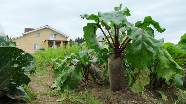 The wind stirs the leaves of the beetroot growing in a vegetable garden bed against the background of a country house