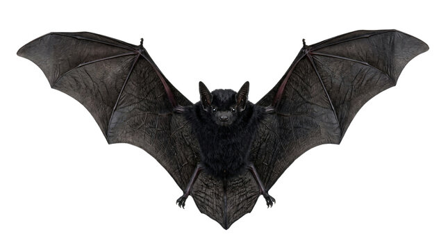 Detailed black bat with wide spread textured wings looking forward showing intricate anatomy and dark fur on transparent background