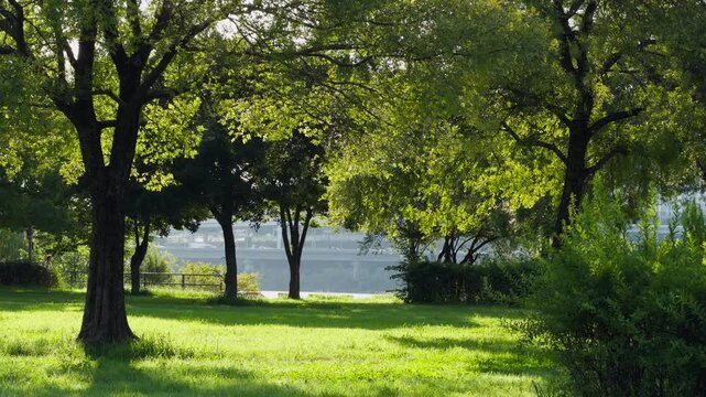 Han River Park Seoul Green Trees Cyclists and Pedestrians Active Lifestyle