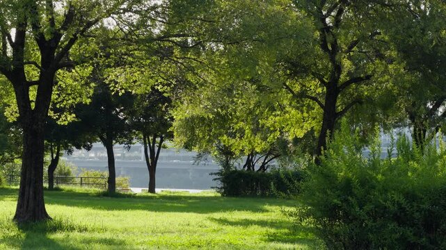 Han River Park Seoul Empty Peaceful Green Trees and Grass Serene Nature