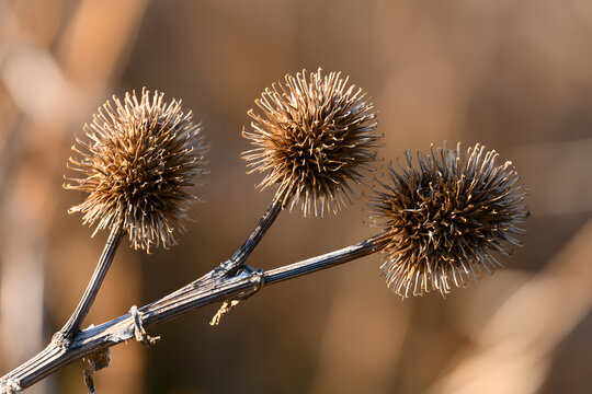 On a withered branch in the field, three dried burdock seed heads are visible. This showcases the plant's prickly nature and its natural seed dispersal mechanism in autumn or winter.