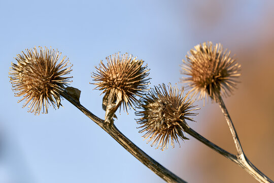 Three dried burdock seed heads on a withered branch in a field. The prickly details show the natural seed dispersal mechanism in autumn or winter.
