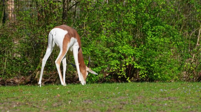 Dama gazelle, Gazella dama mhorr or mhorr gazelle is a species of gazelle. Lives in Africa in the Sahara desert and the Sahel, browses on desert shrubs and acacia and it eats rough grasses in drought