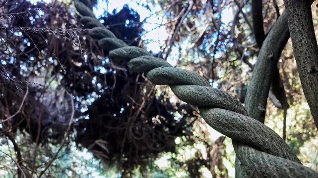 Thick twisted vine stem climbing through greenery inside a tropical botanical garden collection.
