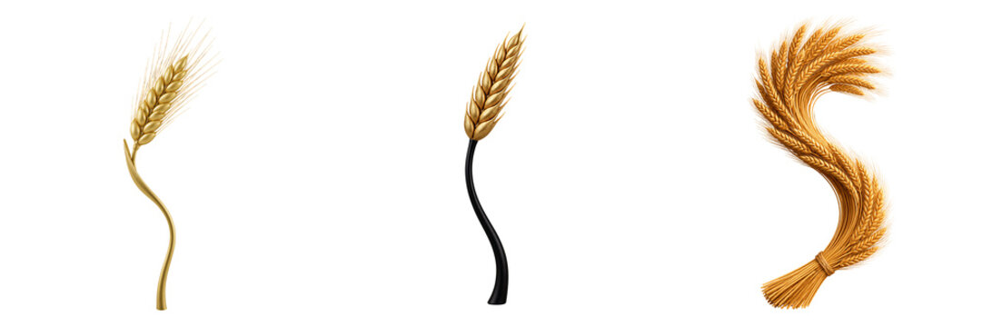 Three golden wheat ears and bundled sheaf collection isolated on transparent background agriculture harvest cereal farming symbol
