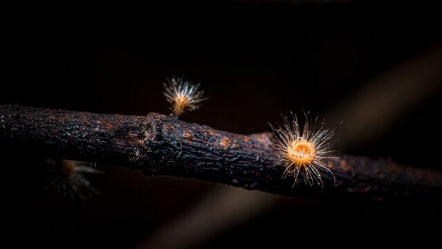 Cookeina tricholoma fungus growing on wet branch