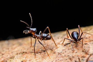 Nasute termite soldier insect foraging on bark © Pawich Sattalerd