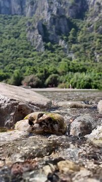 Clear mountain stream flowing over rocks with forested cliffs in background, vertical slow motion