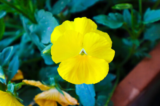Vibrant yellow pansy blooming against green leaves