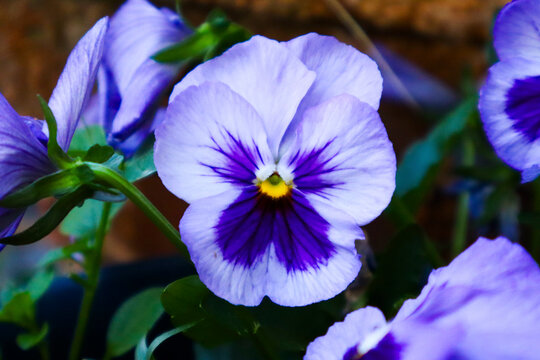 Vibrant purple and white pansy flower closeup